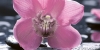 Декор Орхидея 10-04-04-162-1 25х50 (панно 1ч)