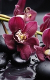 Панно City Orchid (из 4 плиток)   