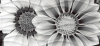 Декор Wave Blackflowers (WA2G443D)