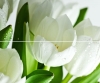 Панно Arco Verde Tulipan (из 2-х пл.) 