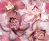 Панно Porto Flowers "Orchide lila" (из 2 плиток)