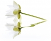 Панно City White Lilies (из 2 плиток)