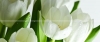 Панно Arco Verde Tulipan (из 4-х пл.) 
