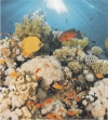 Dec Corals Panno (панно из 2-х шт) 