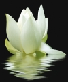 Панно City White Lilies (из 3 плиток)   